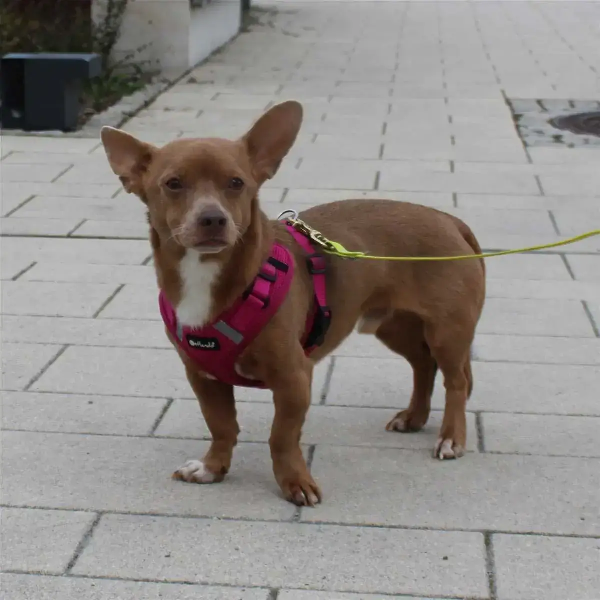 Mikey - Chihuahua - Bild 2