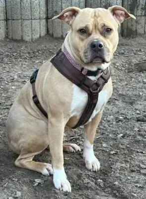 Aika - American Staffordshire Terrier - Bild 1