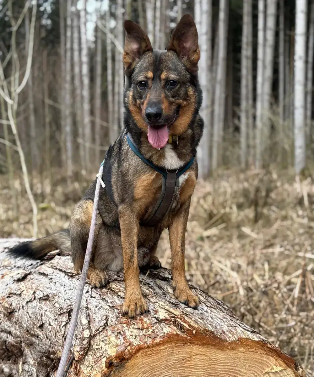 Toffee -  - Bild 2