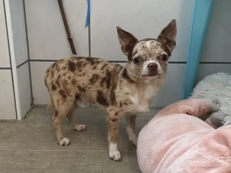 Hugo - Chihuahua - Bild 13