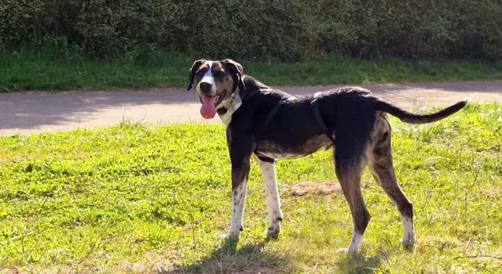 Bounty - Serbischer Laufhund - Bild 1