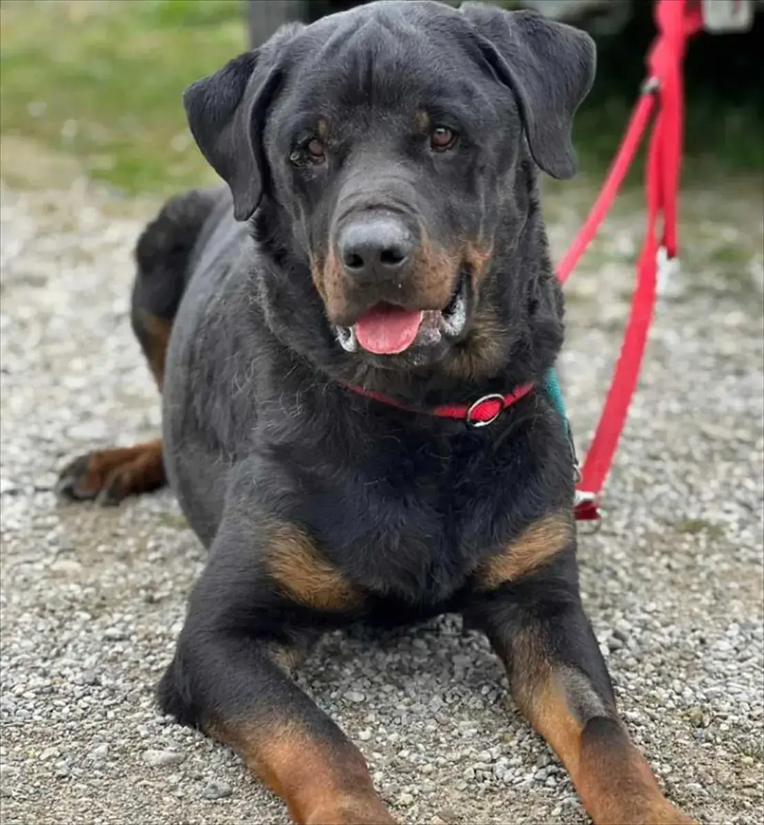 PABLO - Rottweiler - Bild 2