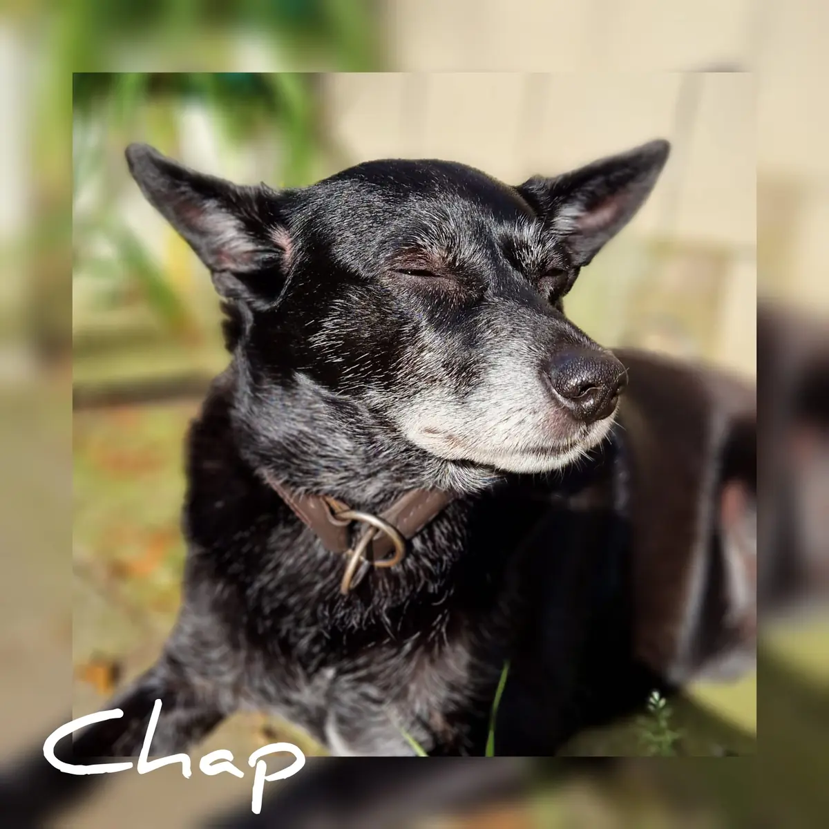 Chap - Mops - Bild 1