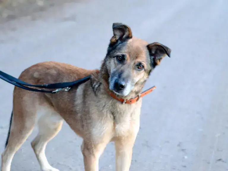 Belgischer Schäferhund-Mix Benio