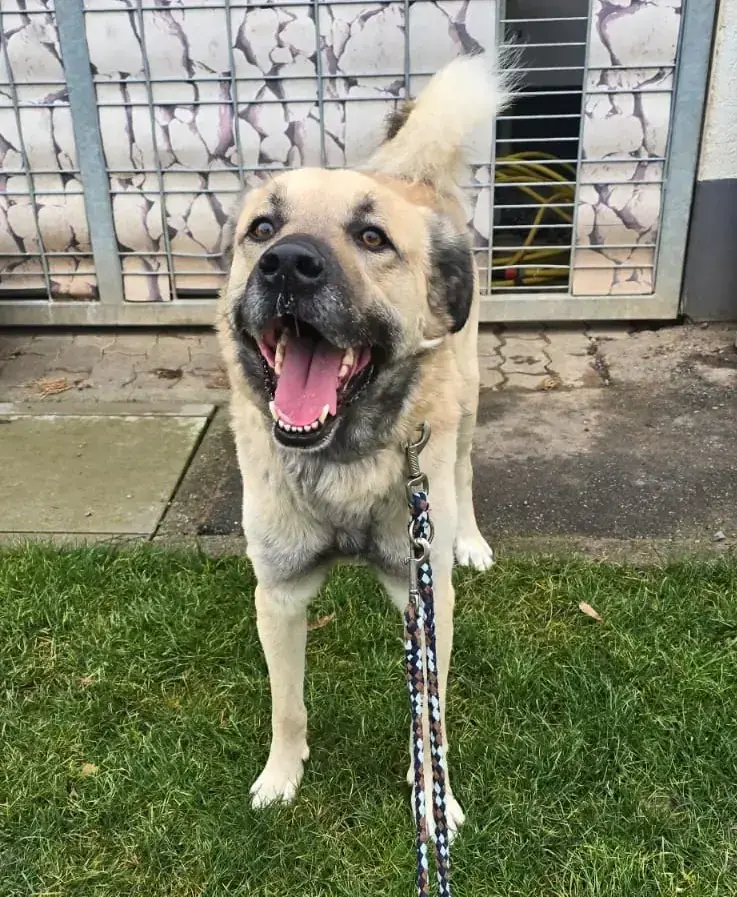 Kangal-Hirtenhund-Mix Simba