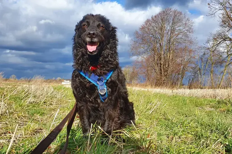 Carlo - Deutscher Schäferhund, Mudi - Bild 2