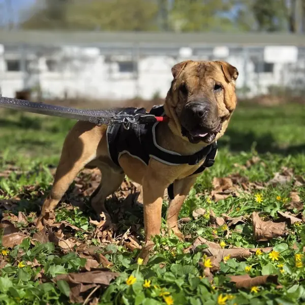 Camillo - Shar-Pei - Bild 5