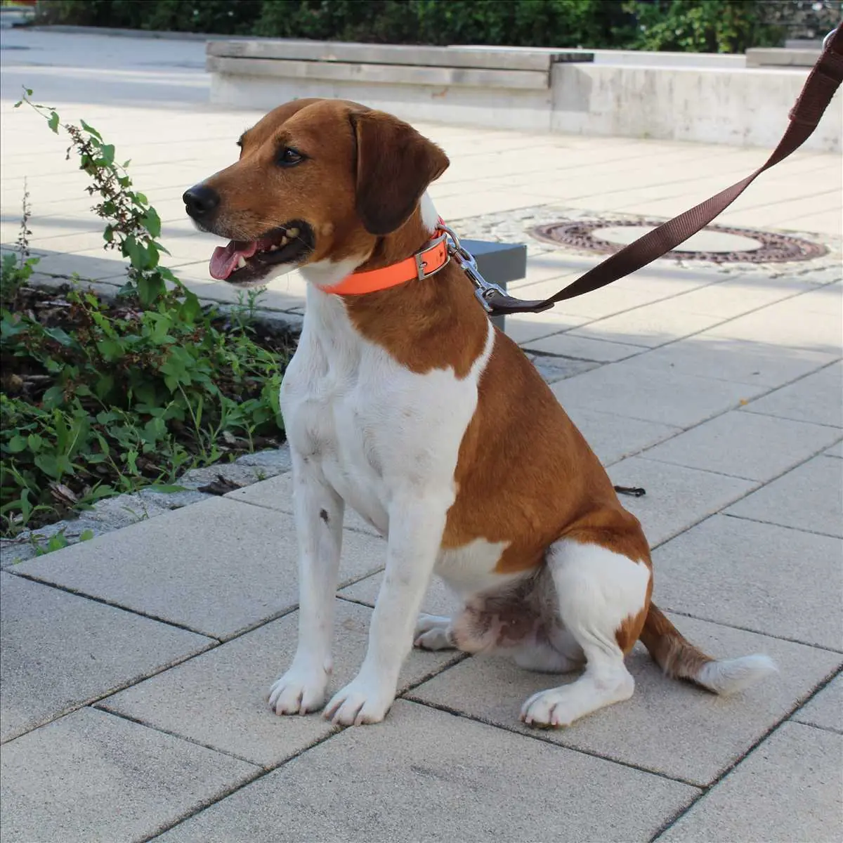 Jack - Beagle - Bild 4