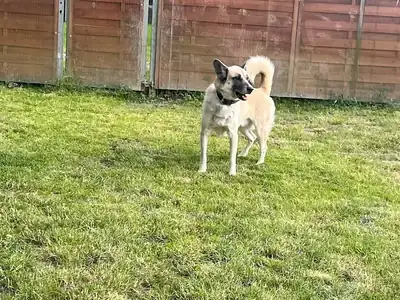 Chester – Deutscher Schäferhund – Bild 12