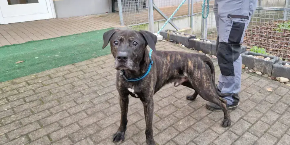 Kovo - Labrador Retriever - Bild 3