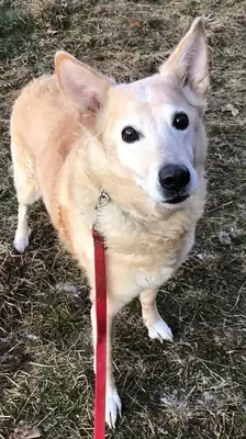 Winni – Hund – Bild 4