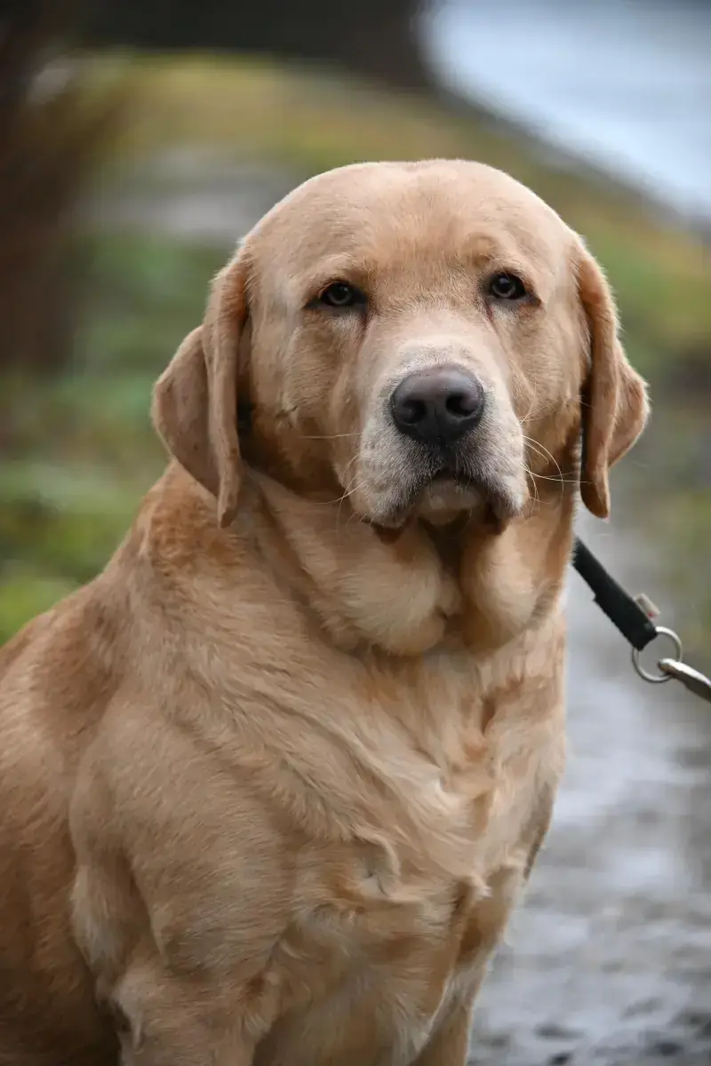 Benito - Labrador Retriever - Bild 6