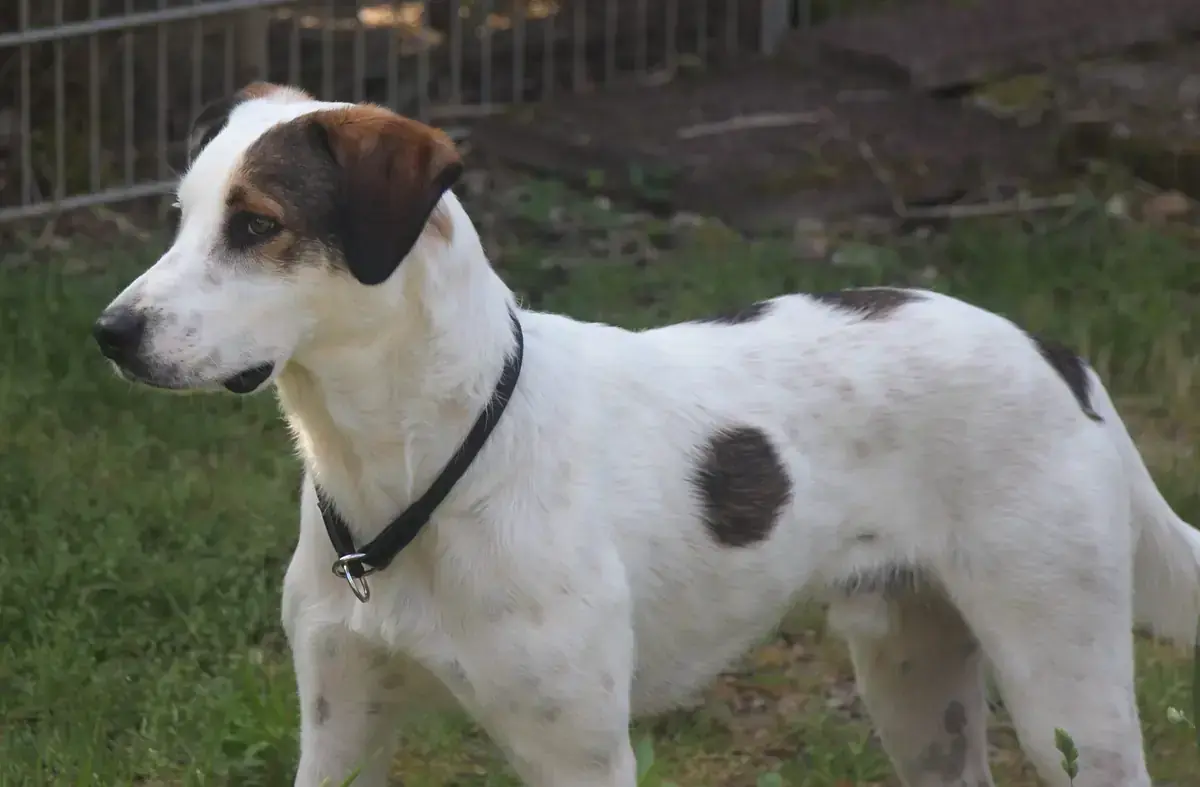 Benny -  - Bild 6