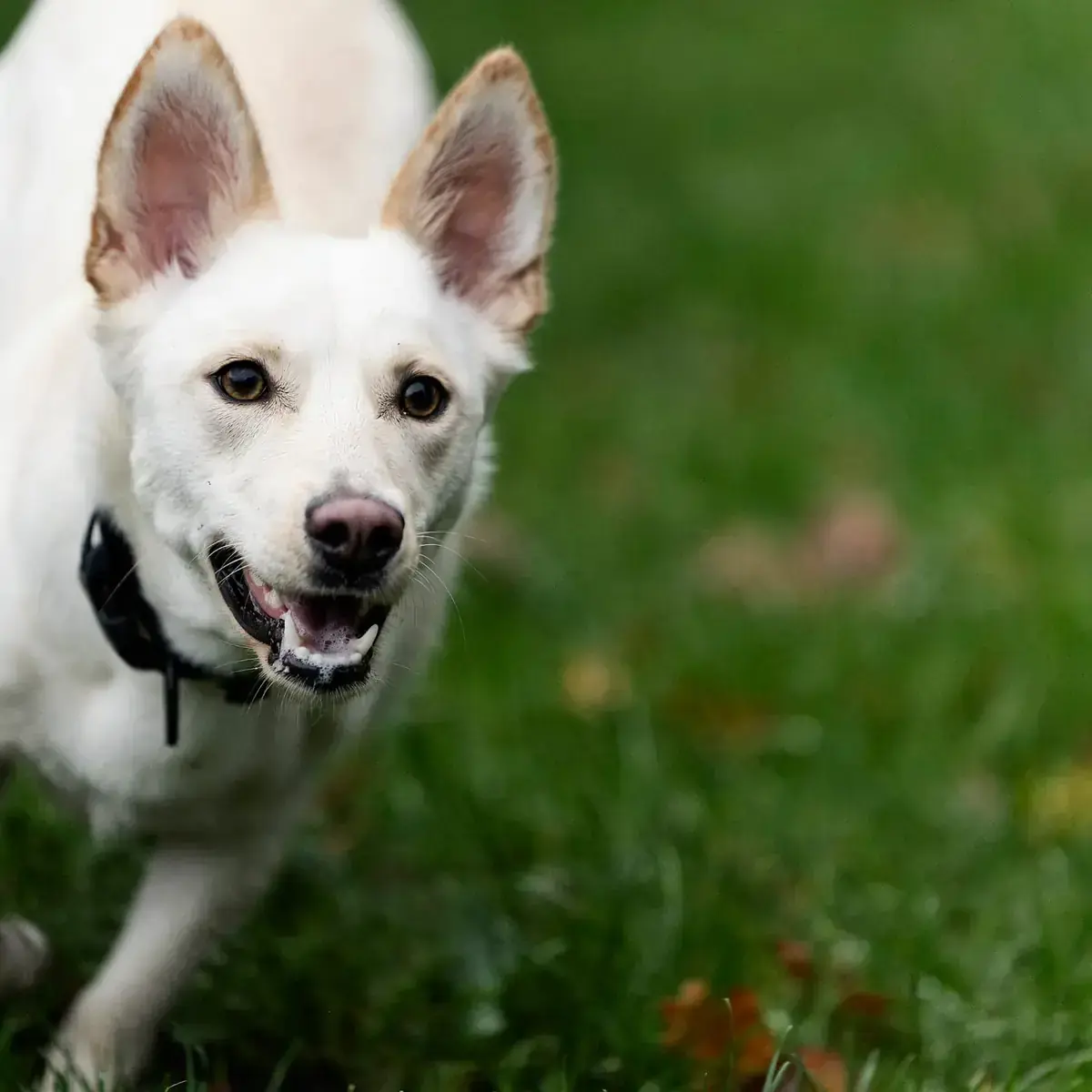 Ivy - Deutscher Schäferhund - Bild 2