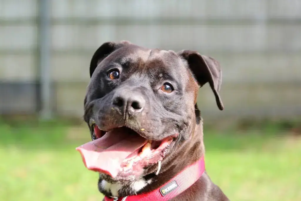 Staffordshire Bullterrier Bobby