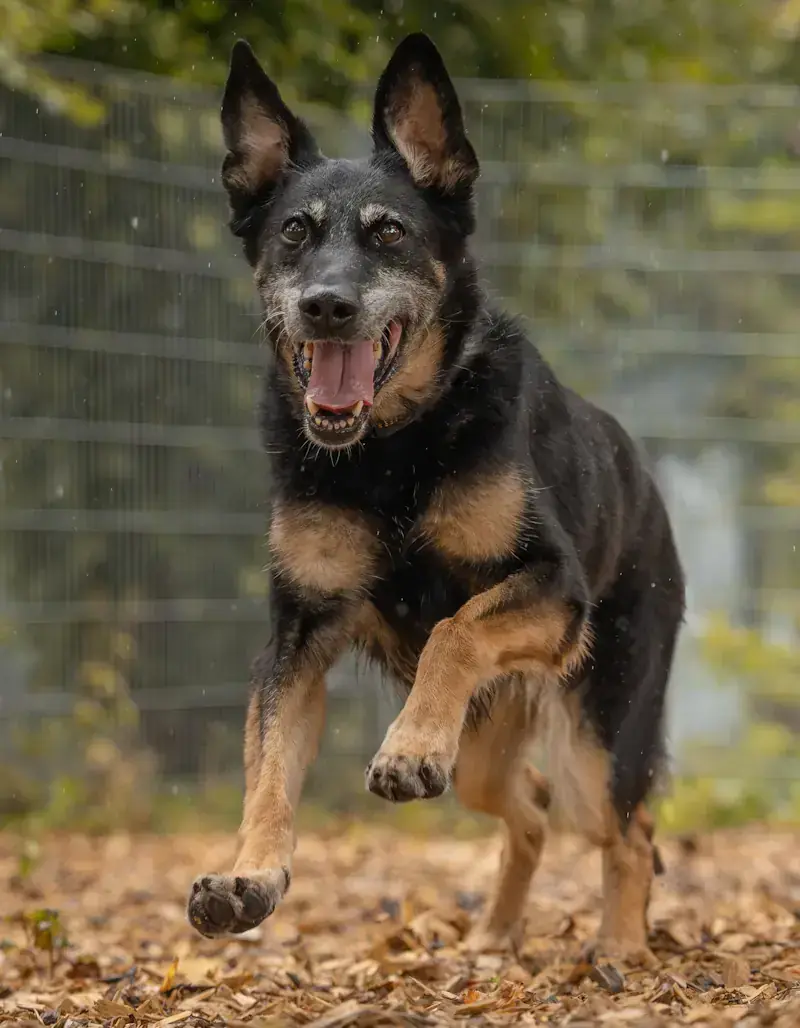 Clementine - Deutscher Schäferhund - Bild 1