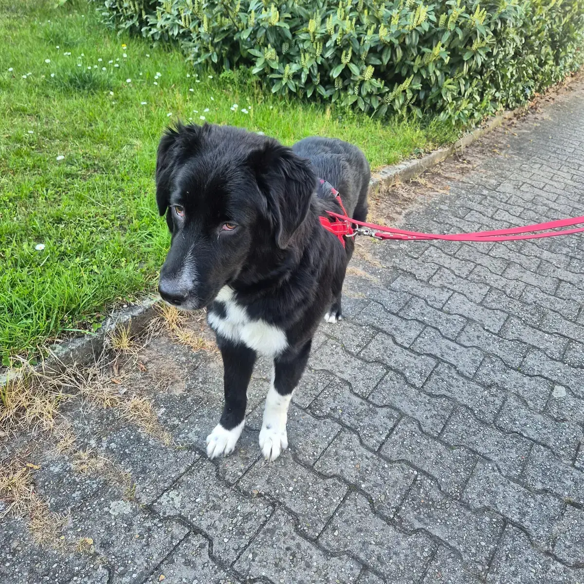 Rocky -  - Bild 1