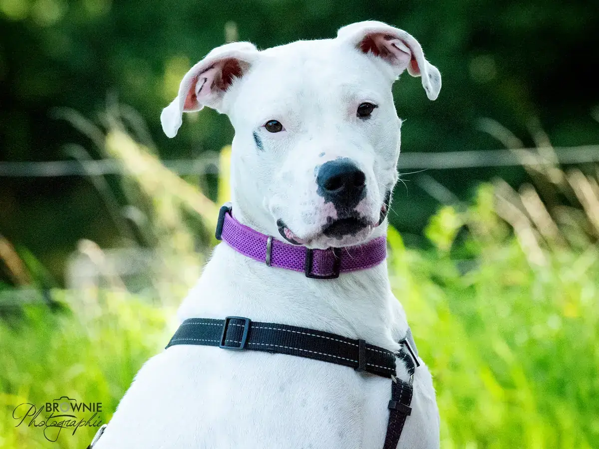 Bonny - Dogo Argentino - Bild 3