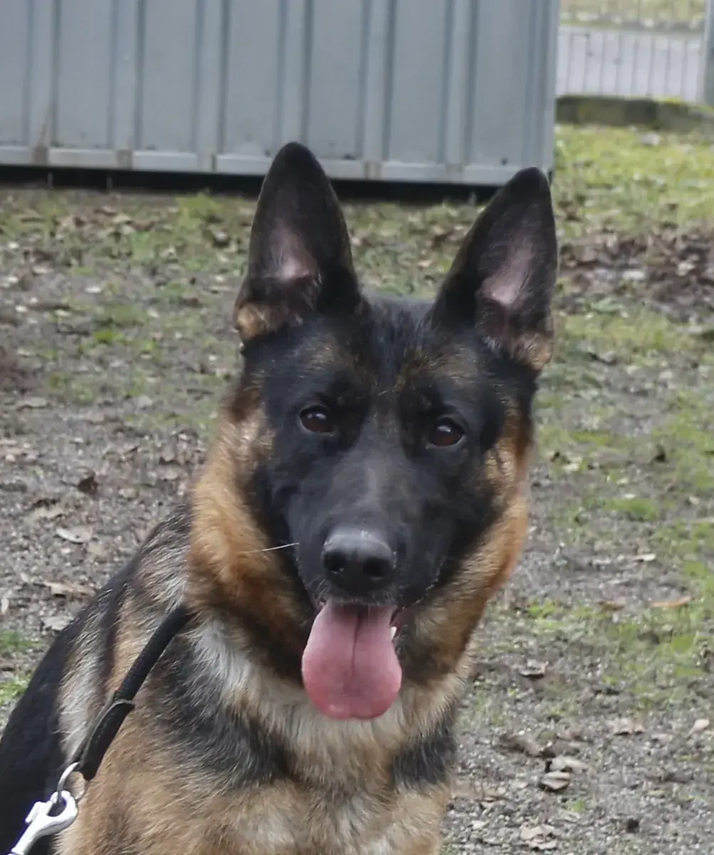 Ida - Deutscher Schäferhund - Bild 5