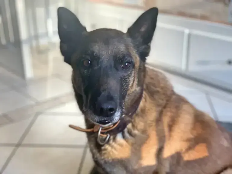 Belgischer Schäferhund Tina II