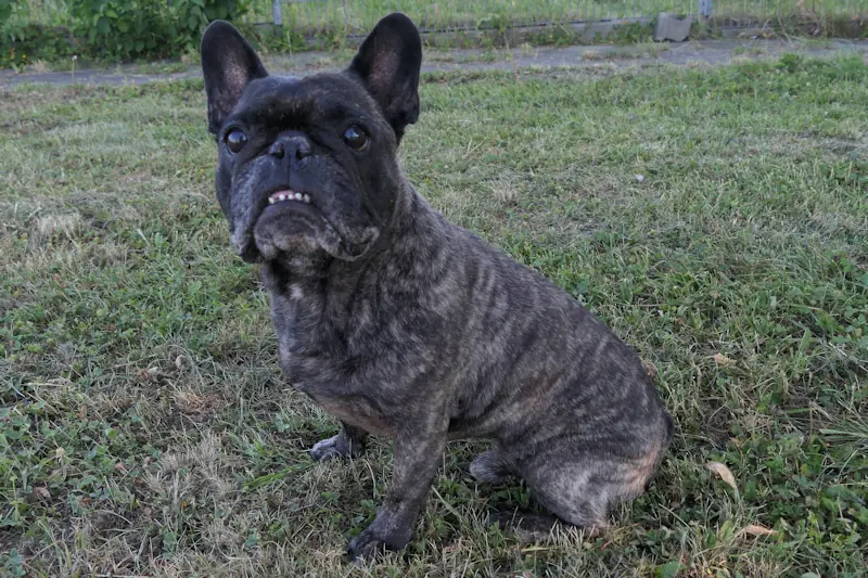 Franz - Französische Bulldogge - Bild 1