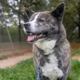Lucy - Akita - Bild 2
