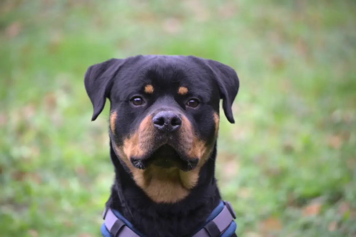Loki - Rottweiler - Bild 1