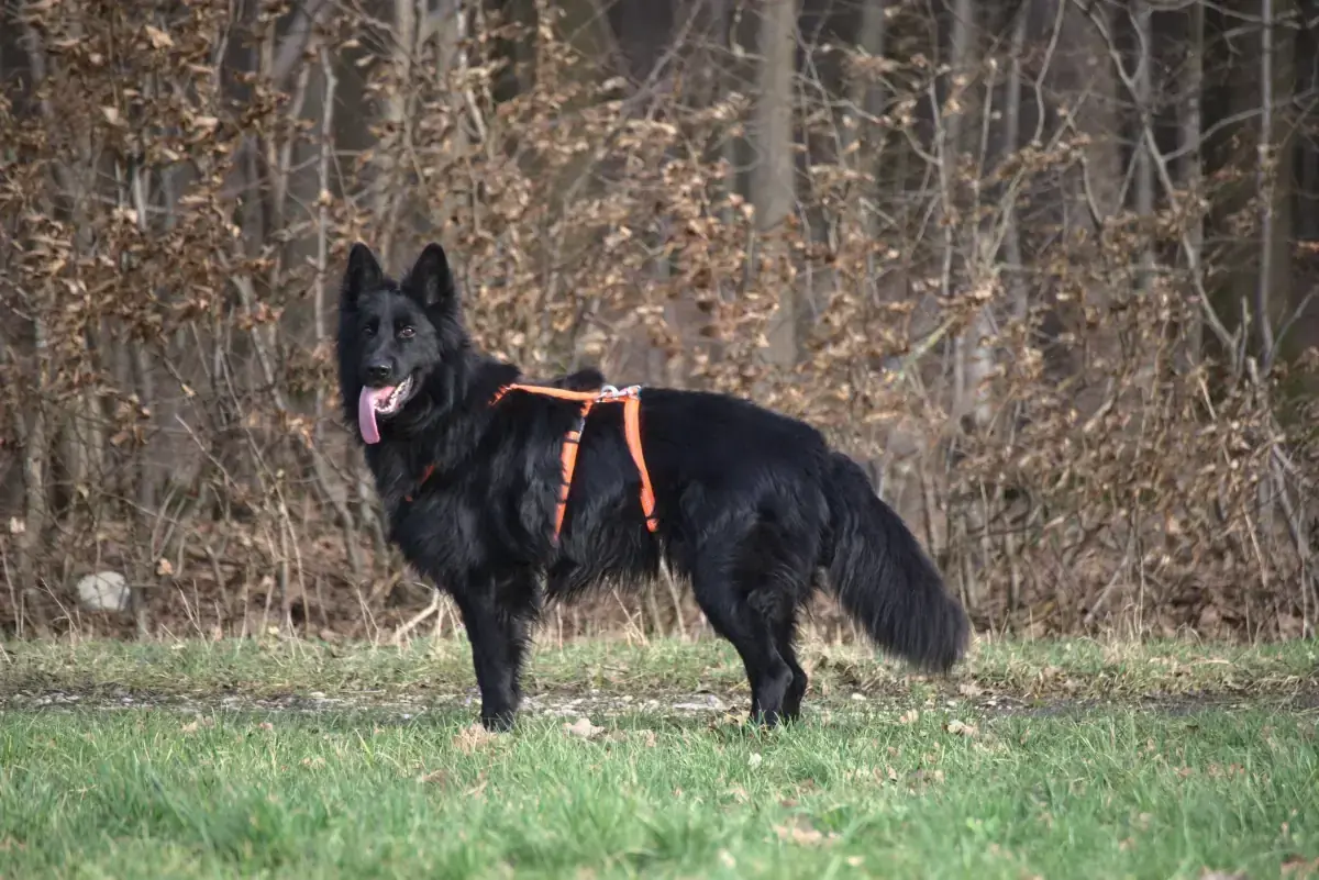 Filou - Deutscher Schäferhund - Bild 6