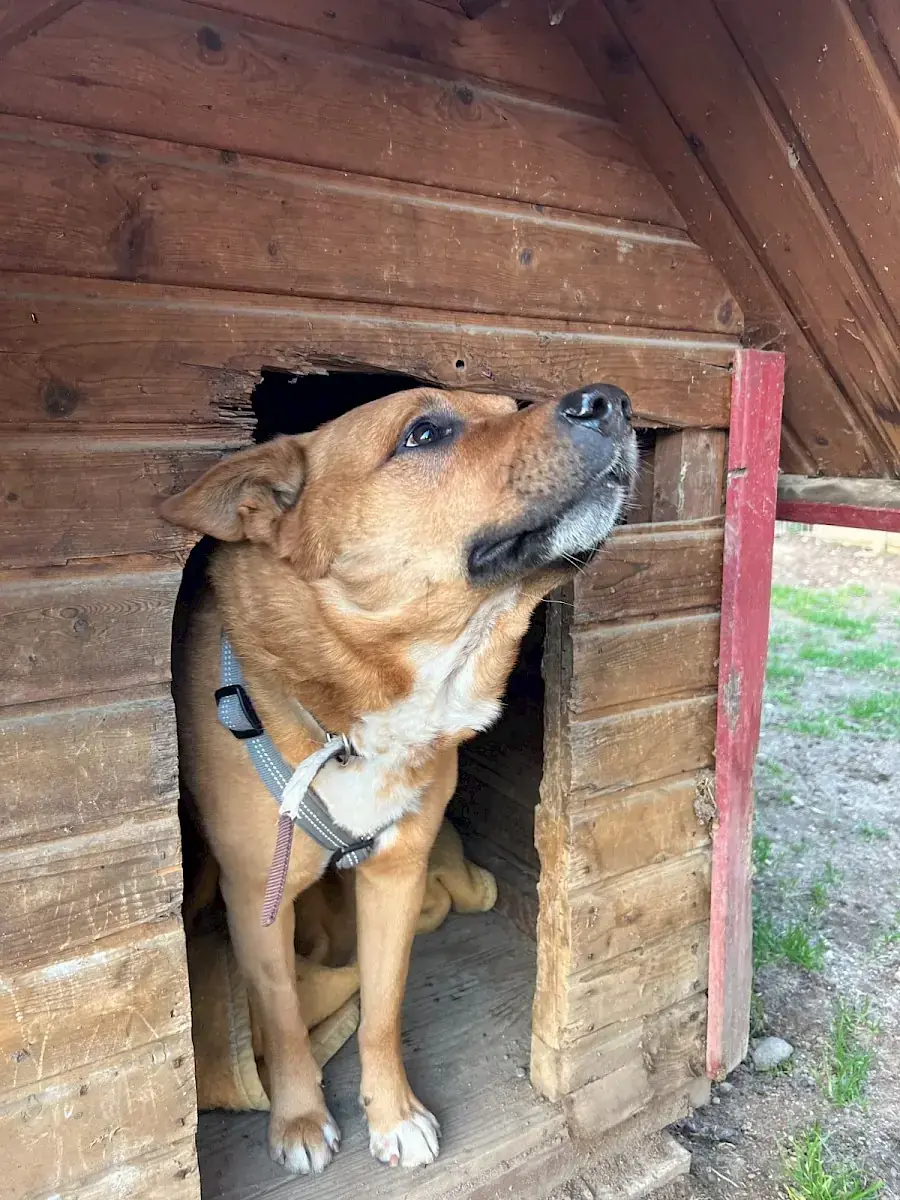 Rollo -  - Bild 3