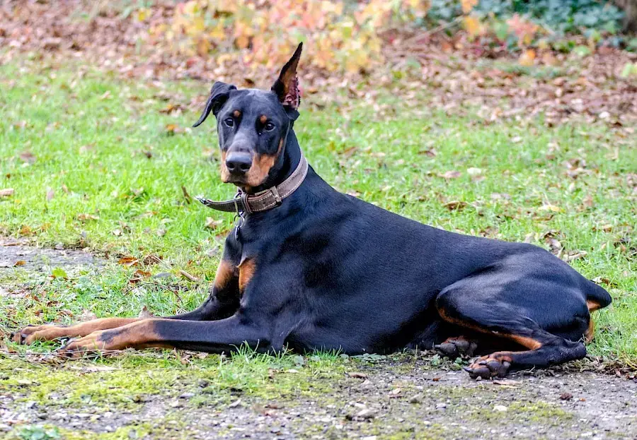 Ikarus - Dobermann - Bild 9