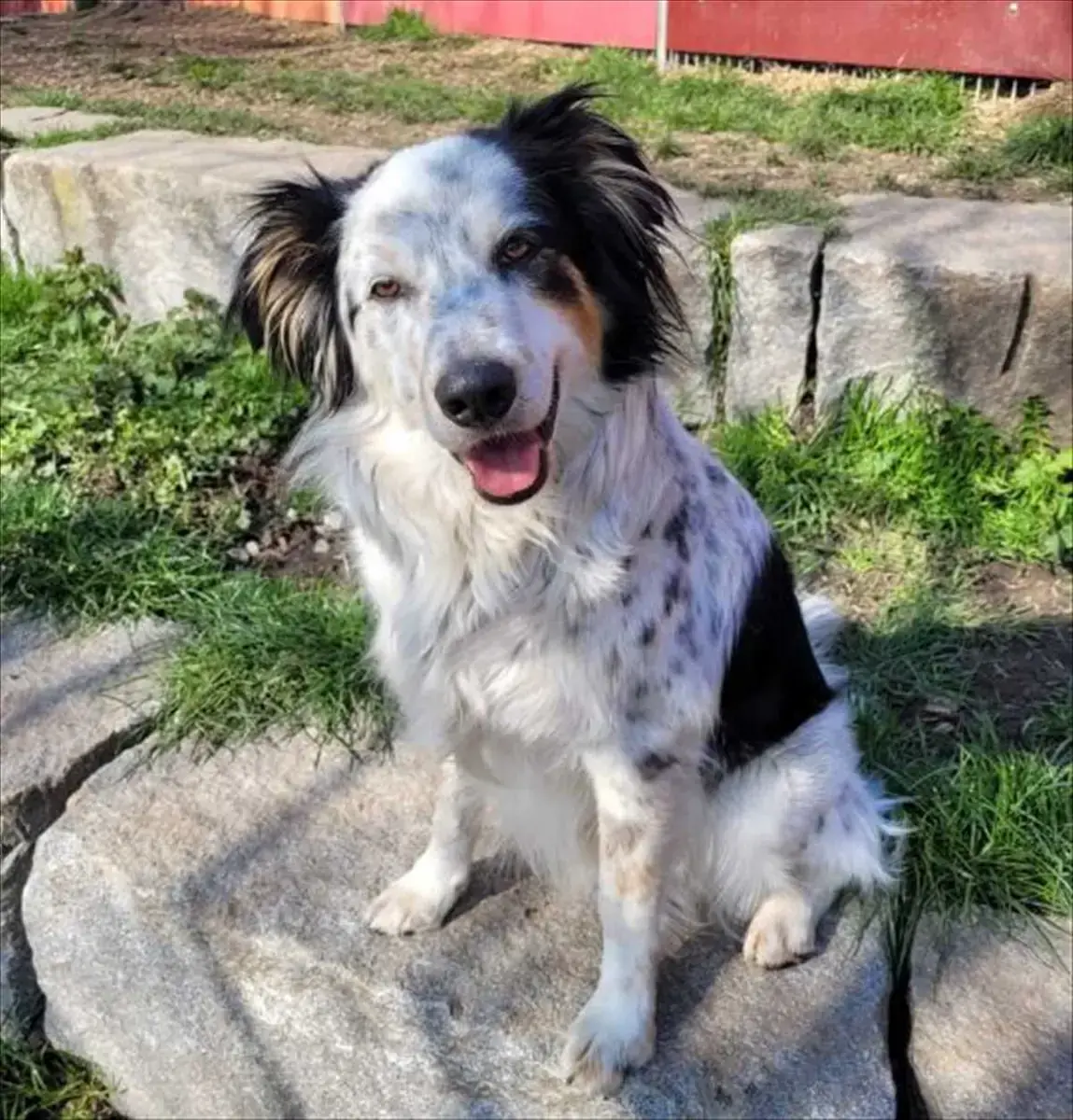 Loki - Großer Münsterländer - Bild 2