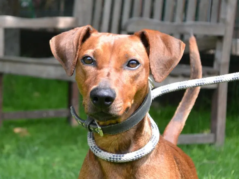 Murphy - Deutscher Pinscher - Bild 1