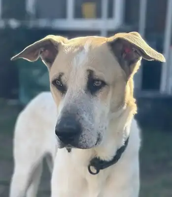 Oscar – Hund – Bild 3
