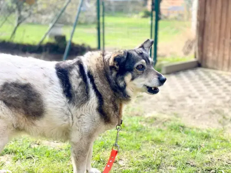 Grace -  - Bild 2