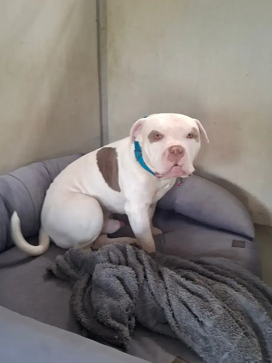 Chucky -  - Bild 4
