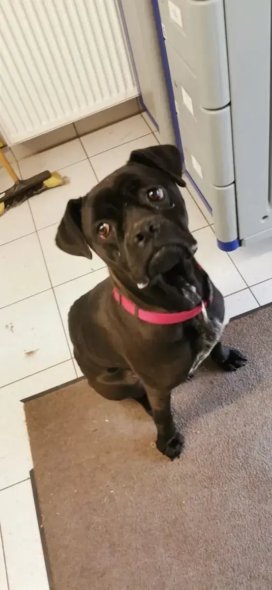 Bonnie - Cane Corso Italiano - Bild 9