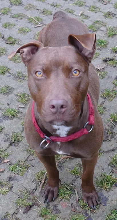 Heidi -  - Bild 6