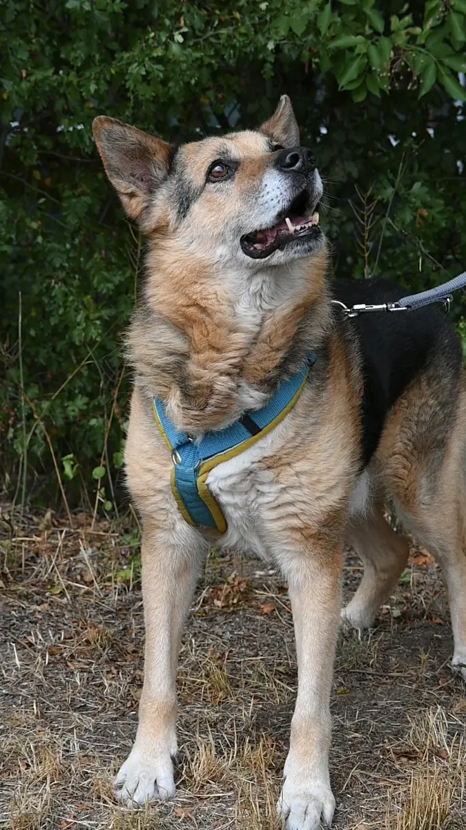 Leevi -  - Bild 6
