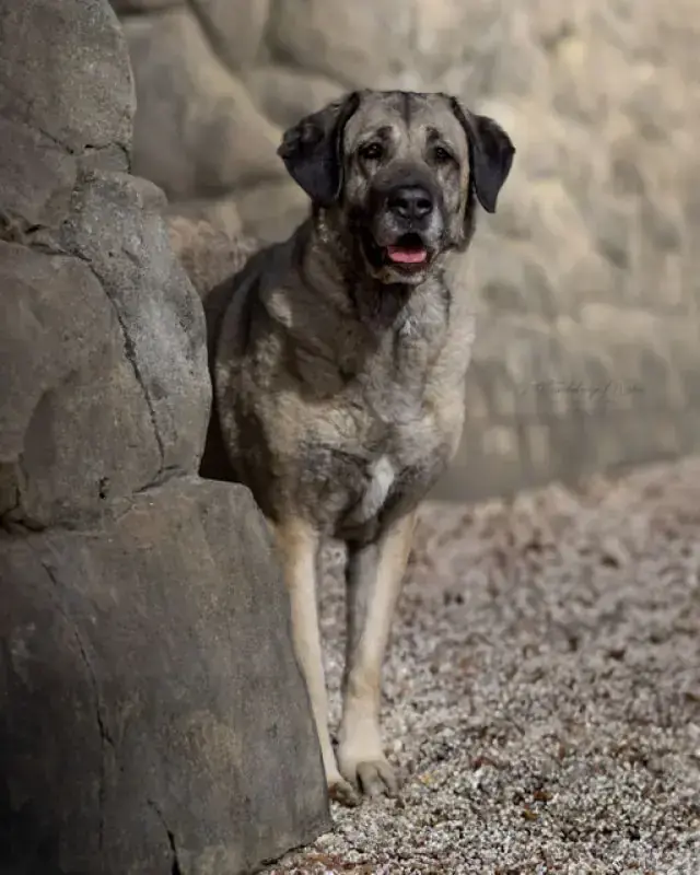 Naz - Kangal-Hirtenhund - Bild 17