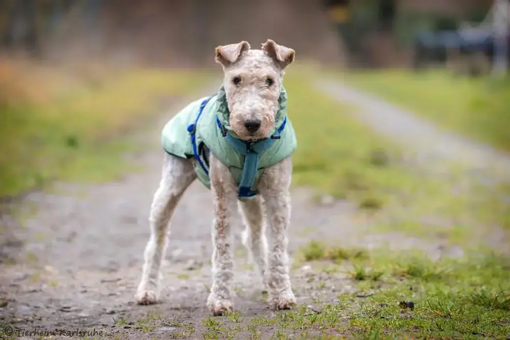 Foxy - Foxterrier Drahthaar - Bild 2