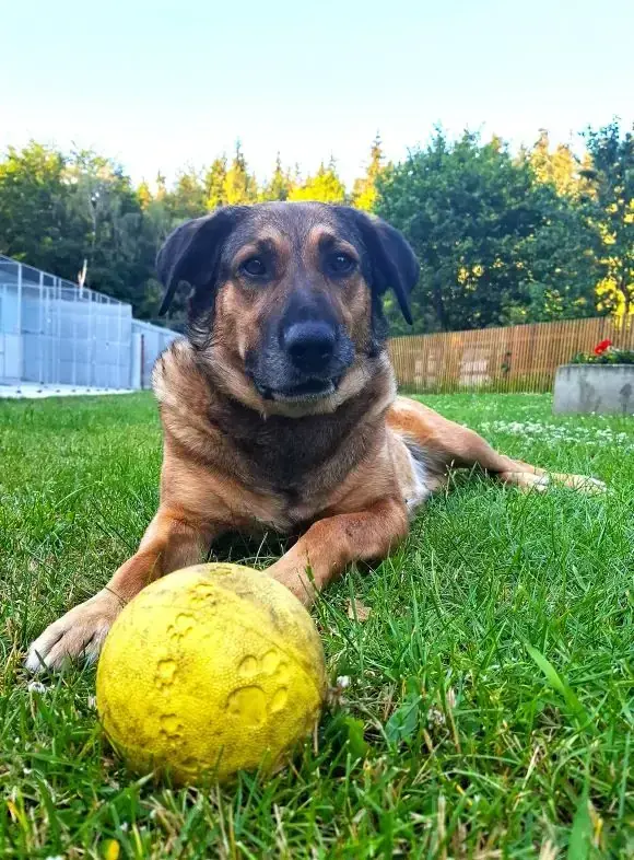 Lotta - Deutscher Schäferhund - Bild 2
