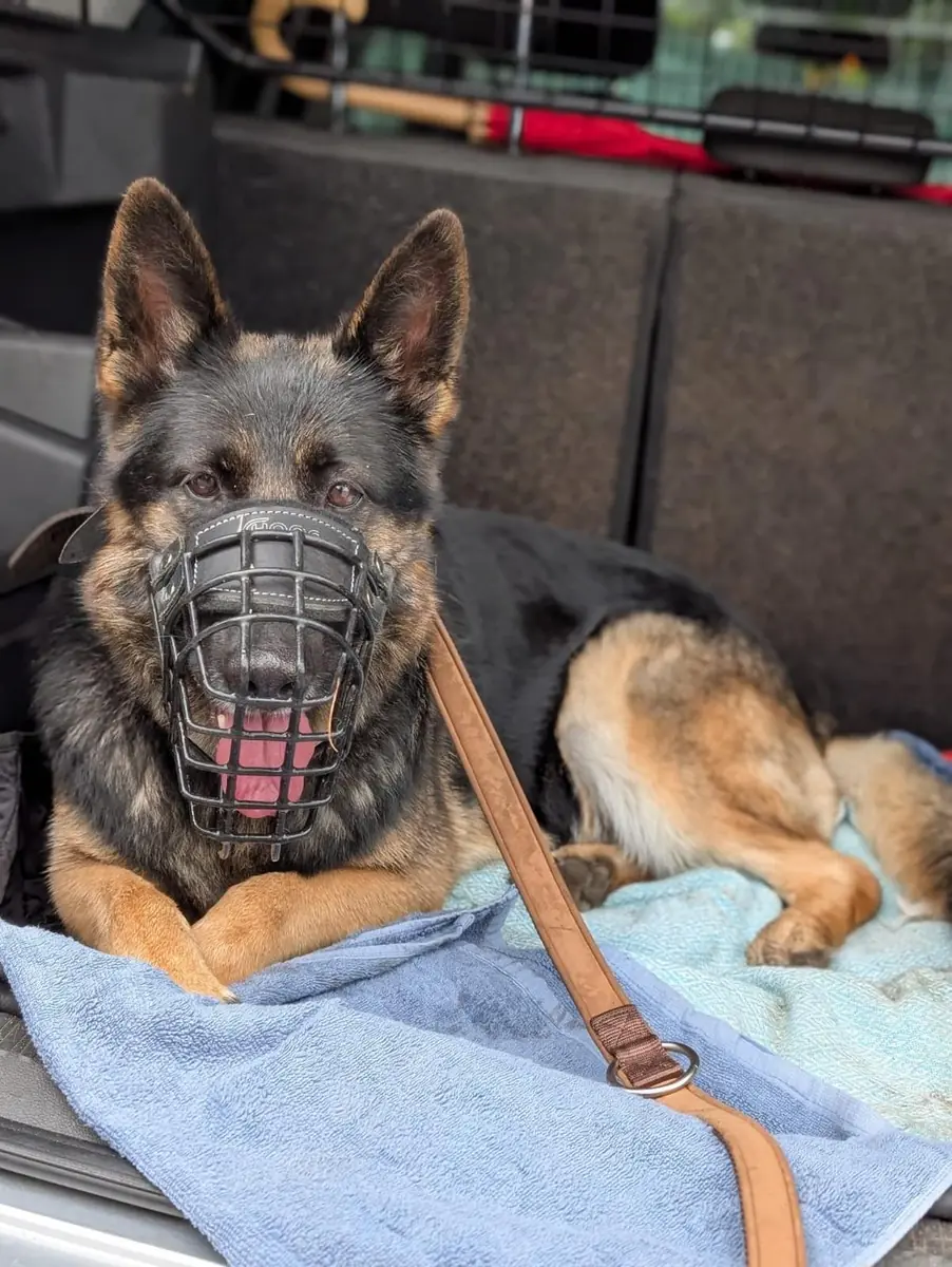 Lissy - Deutscher Schäferhund - Bild 5