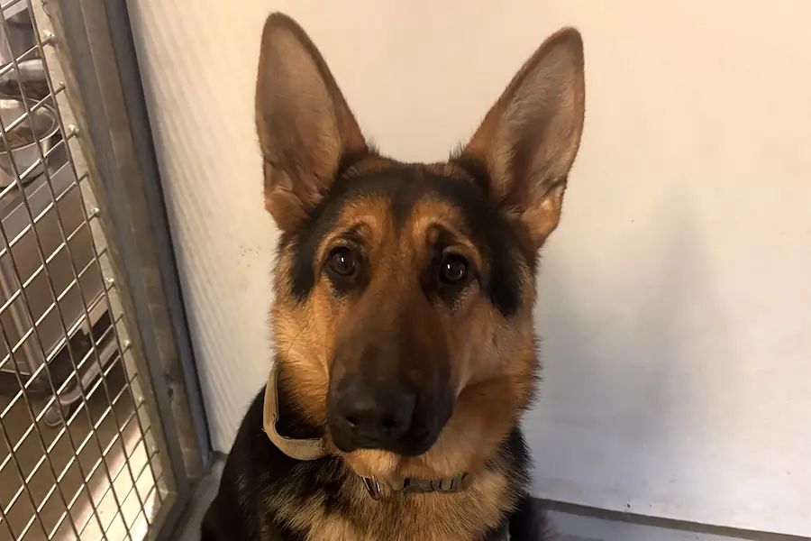 Bella - Deutscher Schäferhund - Bild 2