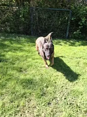 Caro – Belgischer Schäferhund – Bild 3