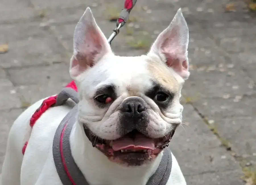 Elsa - Französische Bulldogge - Bild 2