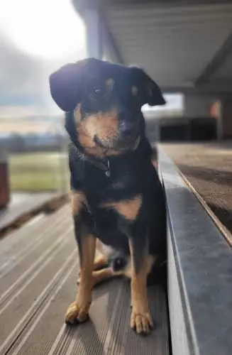 Buddy -  - Bild 10