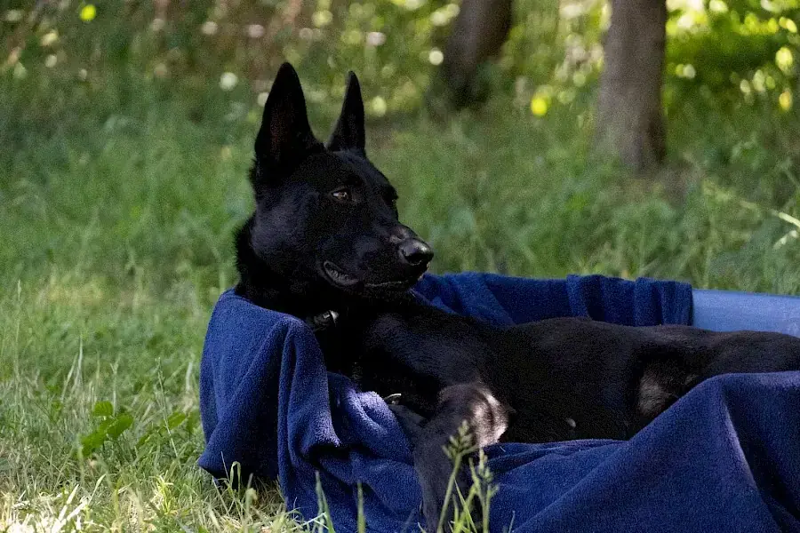 Greta - Deutscher Schäferhund - Bild 3