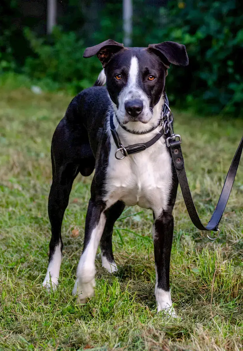 Floki -  - Bild 3