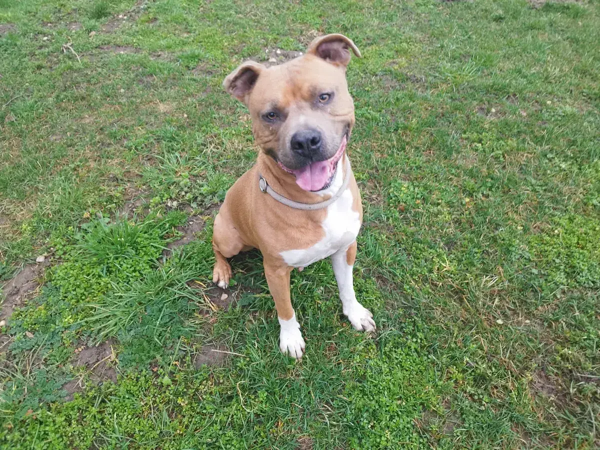 Hector -  - Bild 3