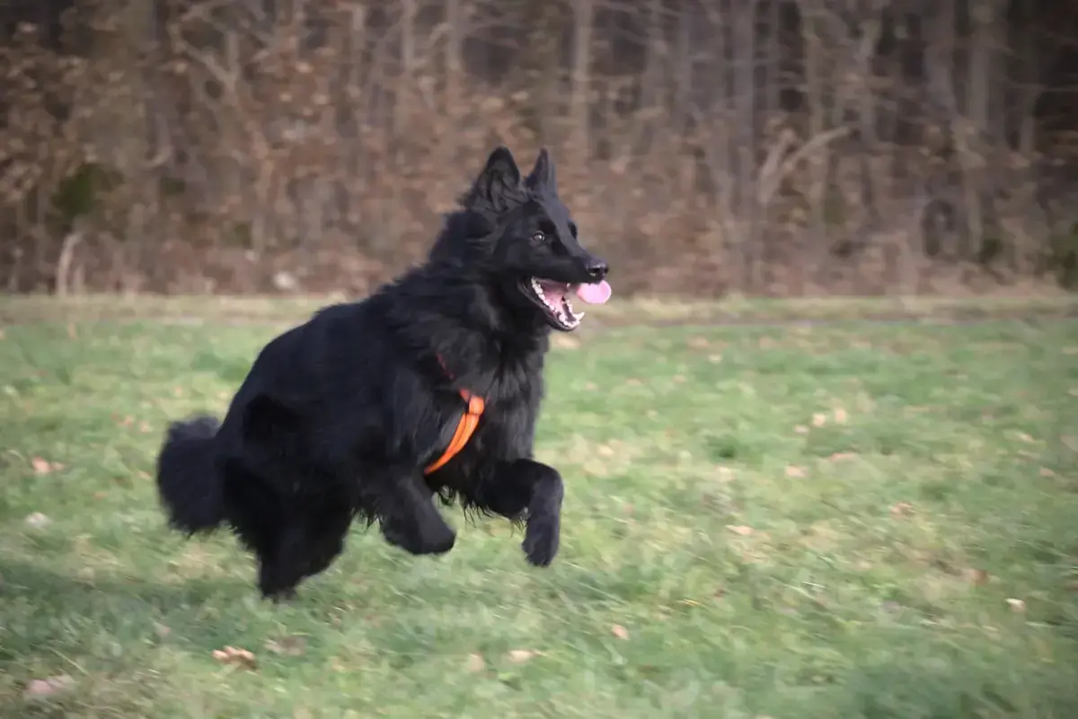 Filou - Deutscher Schäferhund - Bild 4